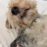 Dog_Rough
