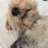 Dog_Rough